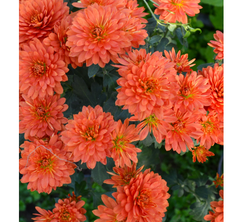 Хризантема Бранбич Оранж (Branbeach Orange)